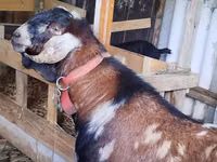 Ziegenbock, Nubian Goat — Foto 1