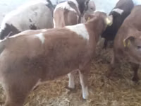 ثور, Simmental cattle — الصورة 3