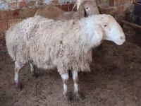 Qoʻy, West-Siberian mutton sheep — 1-rasm