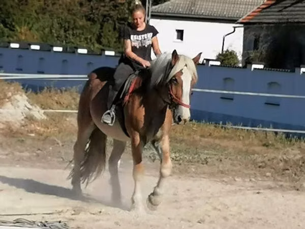 Hengst, Gypsy horse