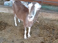 Chèvre, LaMancha goats — photo 2