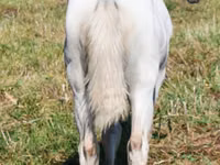 母马, Quarter Horse — 照片 6