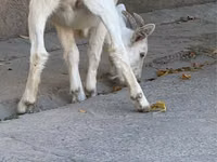 عنزة, Nubian Goat — الصورة 2