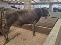 Bulle, Aberdeen-Angus — Foto 3