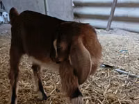 Bode, Nubian Goat — foto 7