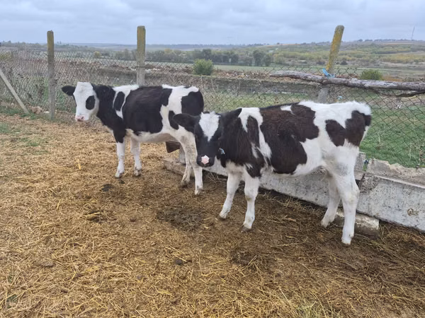 Vacă, Russian Black pied cattle