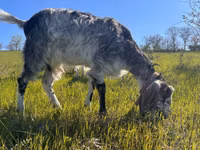 Capră, Nubian Goat — foto 1