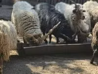 Ram, Racka sheep — photo 6