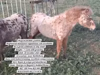 公马, Miniature horse — 照片 1