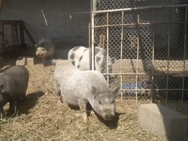 Säue, Schweine