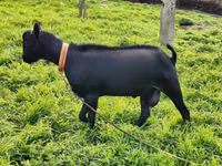 Țap, Alpine goat — foto 5