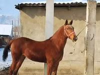 घोड़ा, Karabair horse — फ़ोटो 2