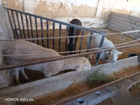 Oveja, Merino sheep — foto 1