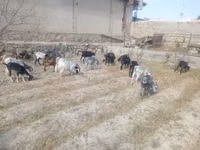 عنزة, الماعز — الصورة 4
