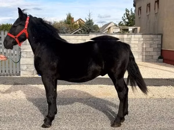 公马, Horses