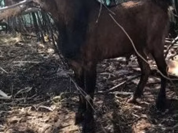 Țap, Nubian Goat