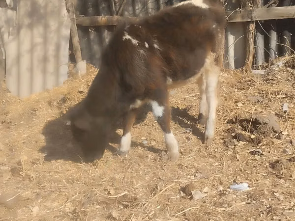 Buqa, Swiss cattle