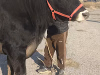 Kuh, Swiss cattle — Foto 5