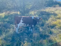 Kuh, Rinder — Foto 1