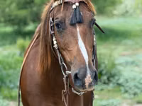 Iapă, Quarter Horse — foto 8