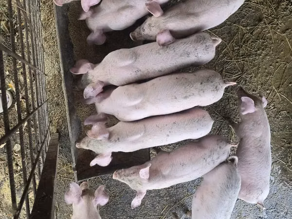 Scroafă, Porci — Republica Moldova