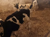 Bulle, Russian Black pied cattle — Foto 7