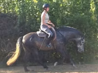 Horse (M), Andalusian horse — photo 2