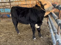 Bou, Simmental cattle — foto 1