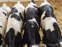 Buğa, Russian Black pied cattle — foto 5