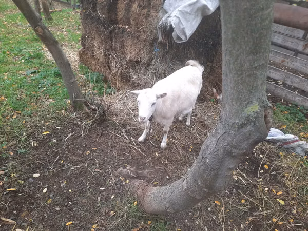 Capră, Capre