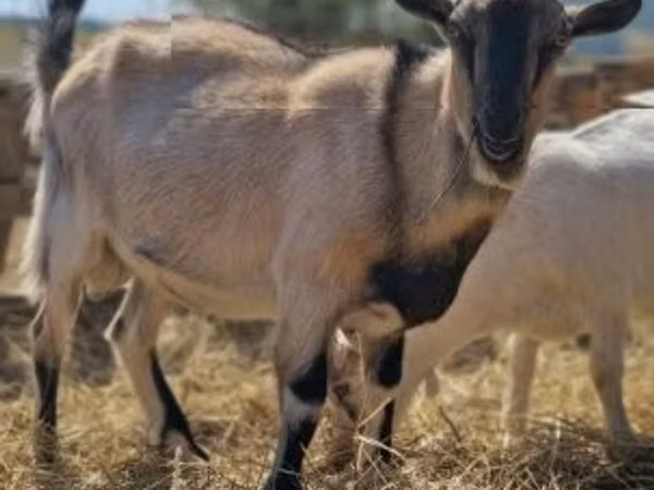 公山羊, Goats