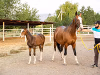 Iapă, Akhal-Teke — foto 3