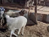绵羊（批次，未指定性别）, Sheep — 照片 6