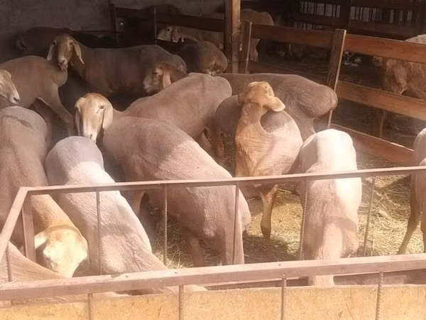 Oaie, Arashan sheep
