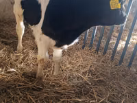 Toro, Russian Black pied cattle — foto 3
