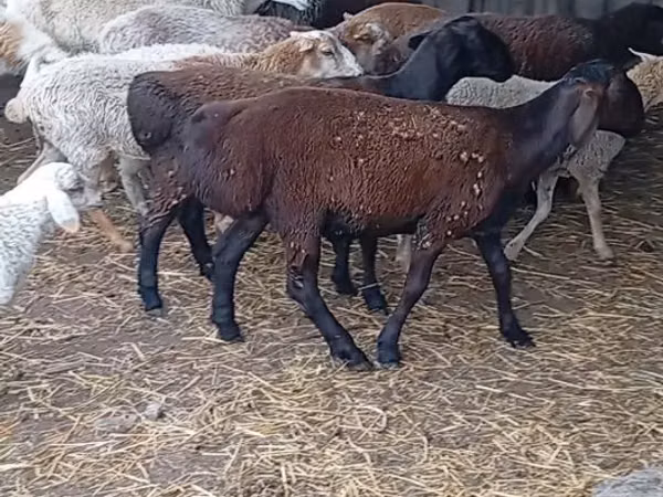 كبش, Hissar sheep