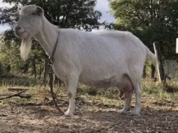 Capră, Saanen goat