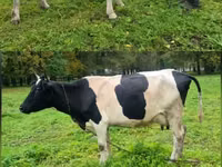 Vaca, Ayrshire — foto 2