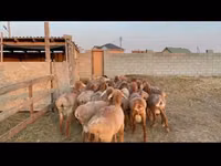 Berbec, Karakul sheep — foto 2