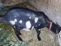 Capră, Nubian Goat — foto 1