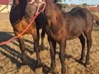 Cal, Percheron — foto 5