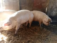 母猪, Pigs — 照片 1