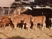Bull, Limousin cow — photo 1