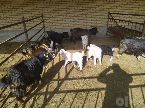 Capră, Capre