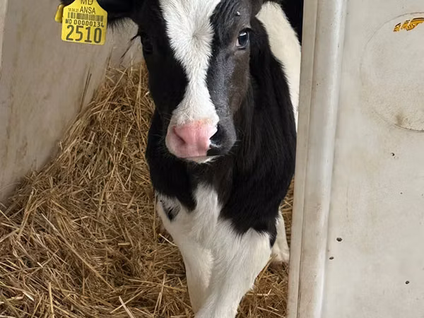 ثور, Russian Black pied cattle — مولدوفا