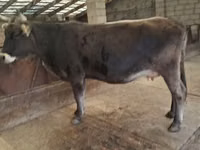 Vaca, Swiss cattle — foto 2