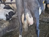 Vacă, Rasa Holstein — foto 4