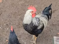 Chickens — الصورة 5