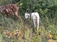 Cabro, Nubian Goat — foto 1