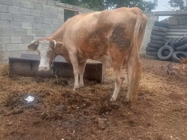 Vacă, Bovine